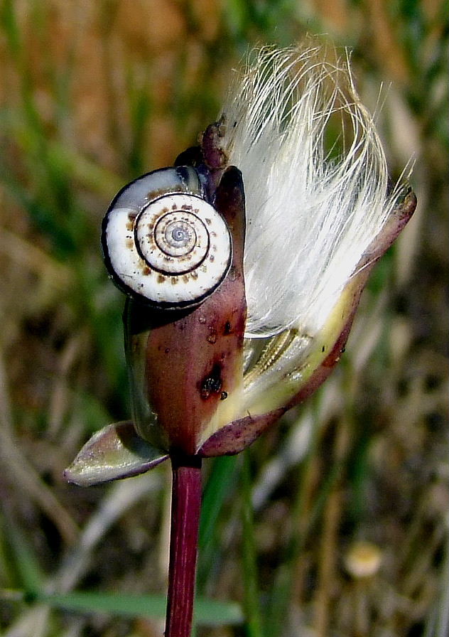 Image of Scorzonera papposa specimen.