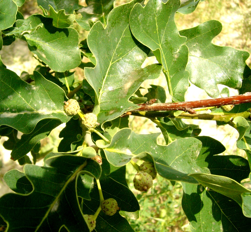Image of Quercus robur specimen.