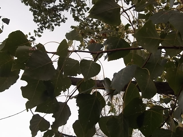 Image of Populus deltoides specimen.