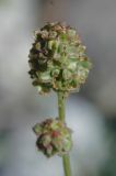 Poterium polygamum
