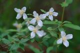 Philadelphus × lemoinei