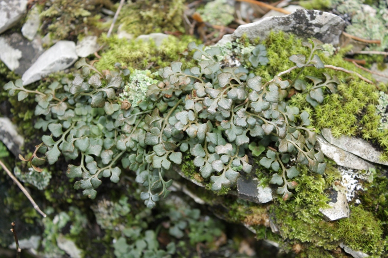 Изображение особи Asplenium ruta-muraria.