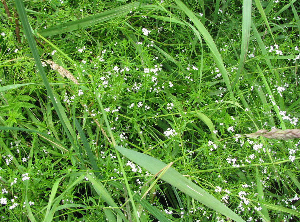 Image of Galium palustre specimen.