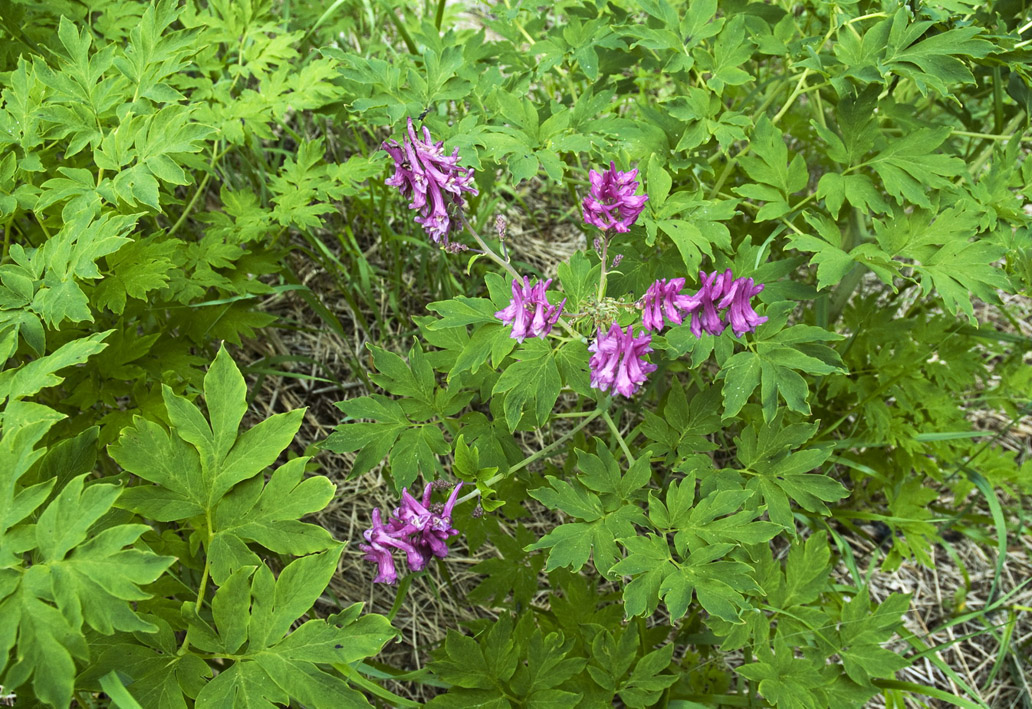 Изображение особи Corydalis multiflora.