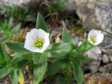 Cerastium lithospermifolium. Верхушка побега с цветком. Забайкалье, хребет Кодар, верховья р. Средний Сакукан. 30.07.2007.