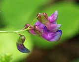 Vicia unijuga