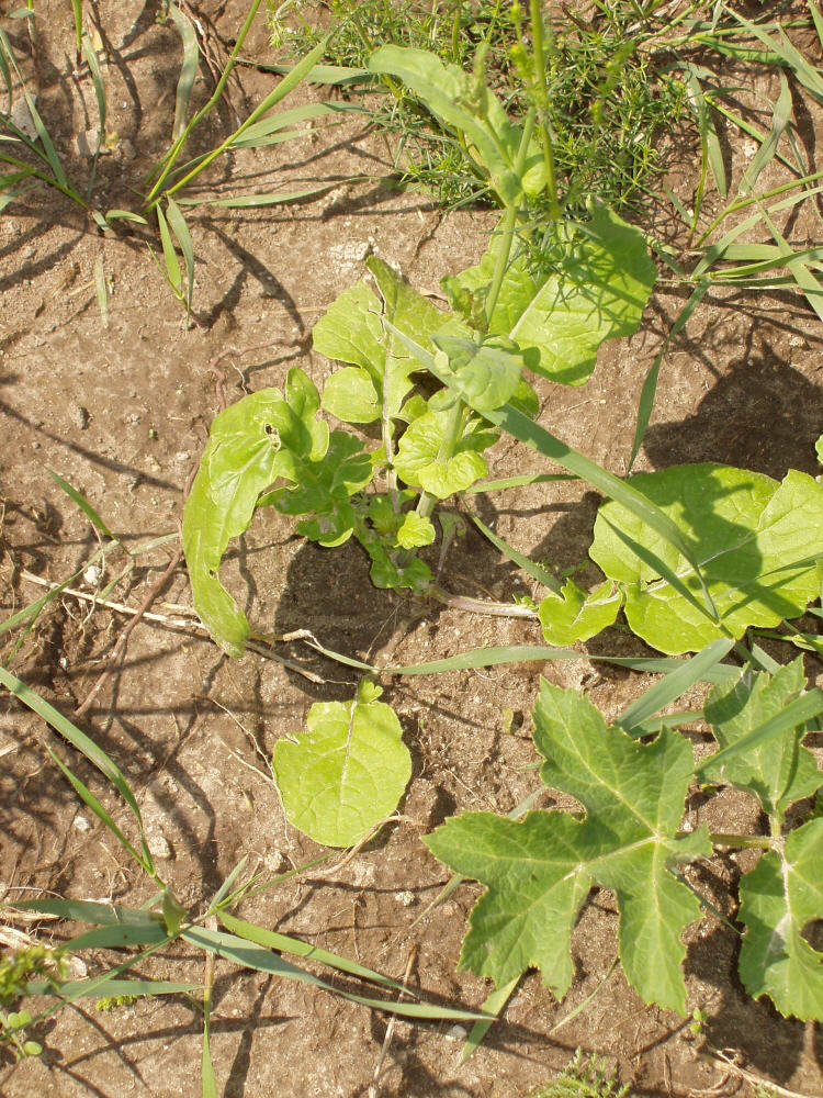 Image of Brassica campestris specimen.