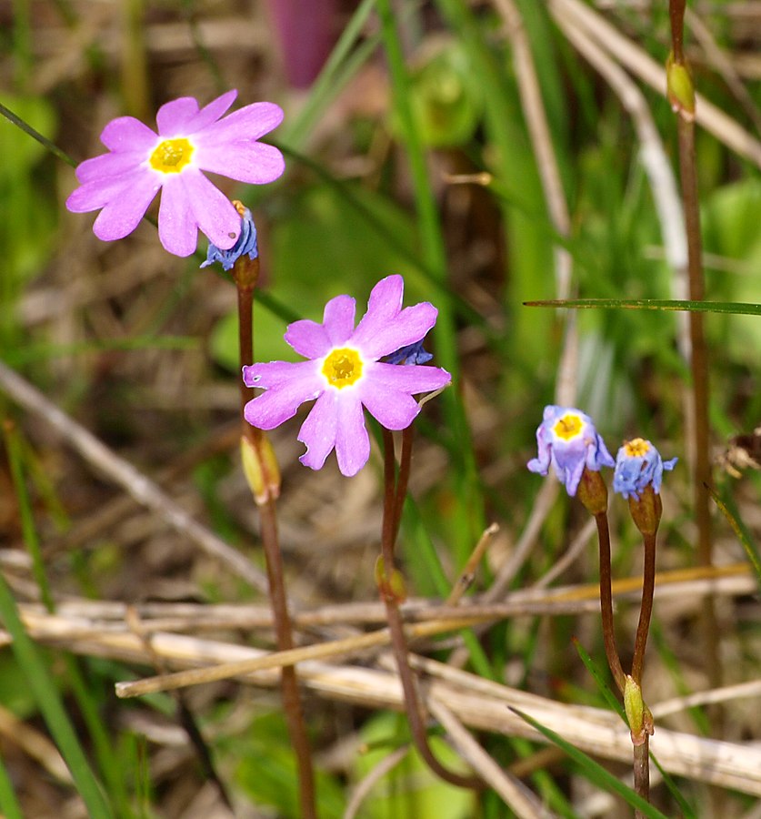 Image of Primula finmarchica specimen.