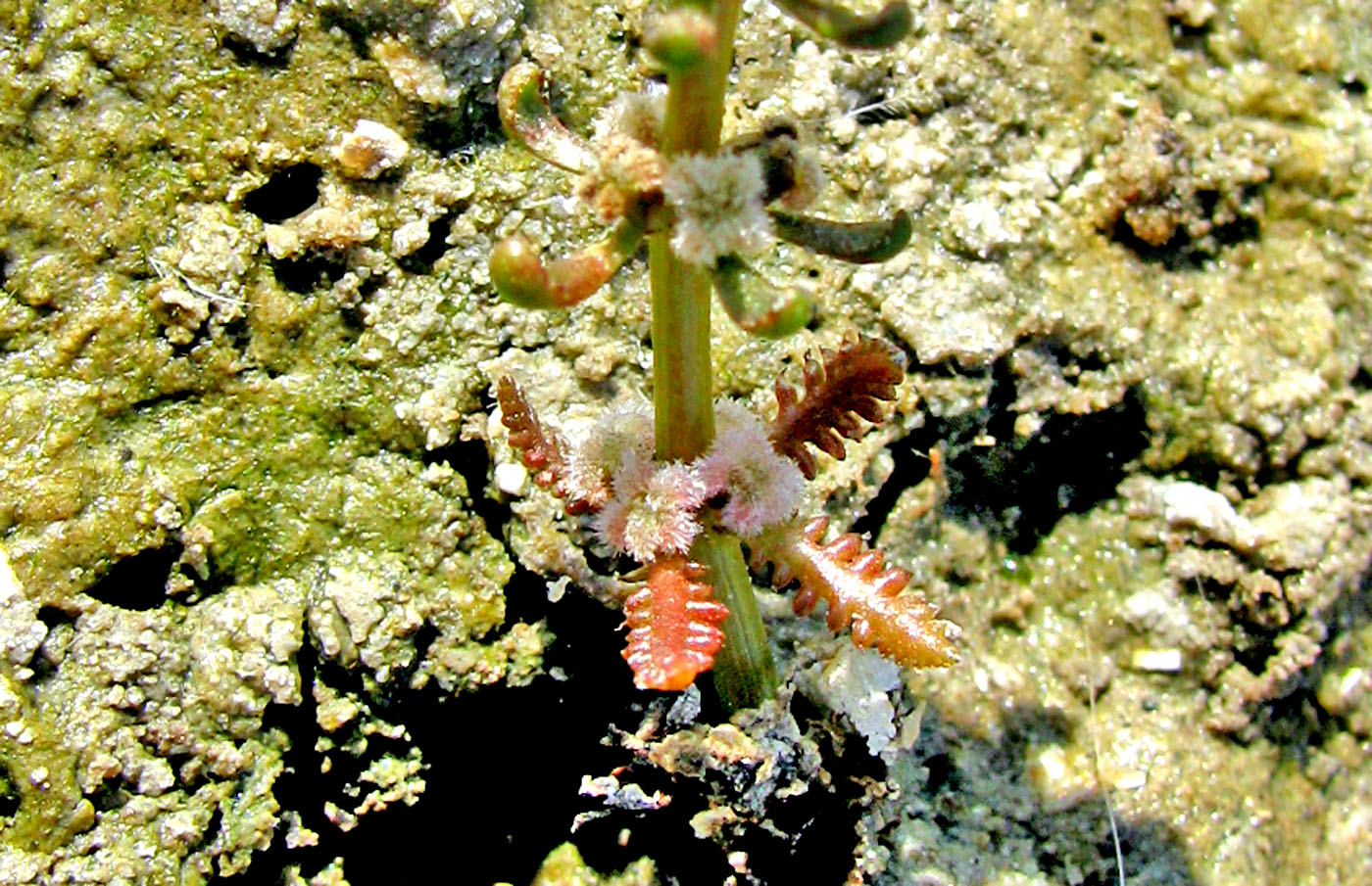 Image of Myriophyllum sibiricum specimen.