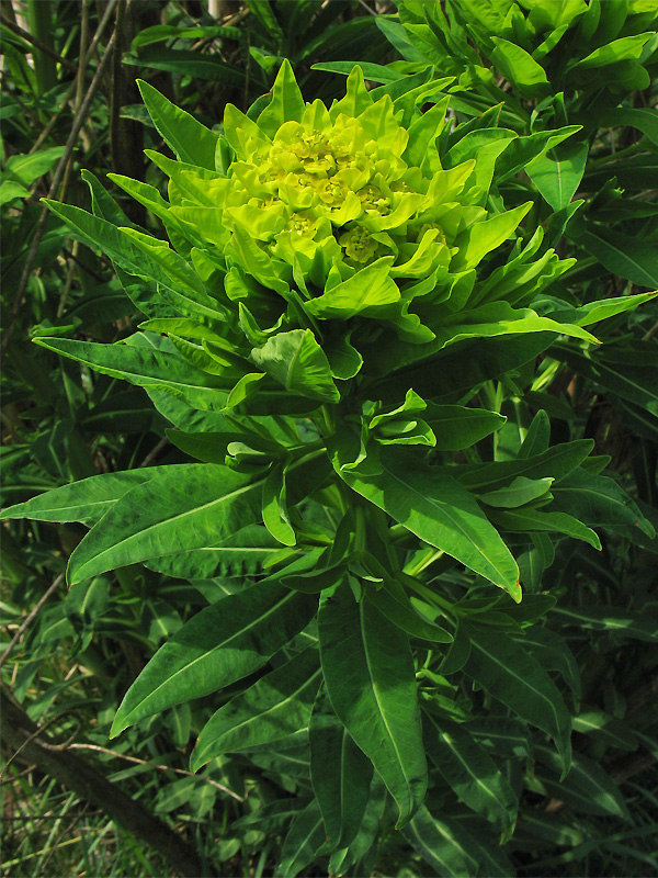 Image of Euphorbia palustris specimen.