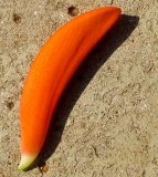 Erythrina corallodendron. Венчик. Израиль, Шарон, г. Герцлия, в культуре. 01.04.2012.