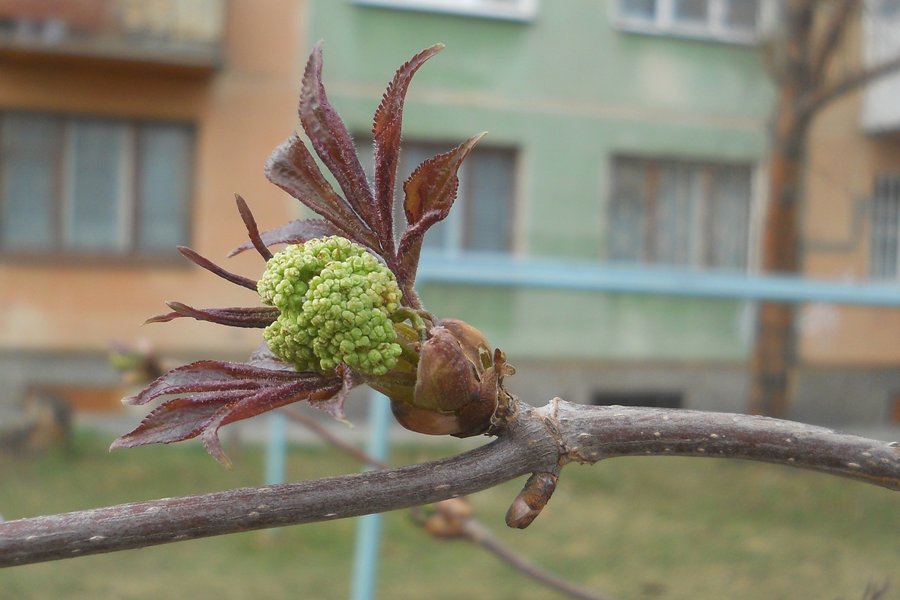 Image of Sambucus sibirica specimen.