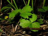 Ranunculus bujbensis