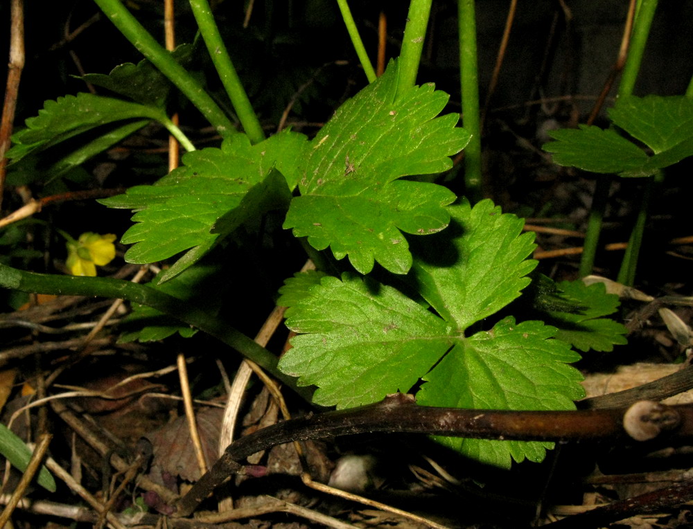 Image of Ranunculus bujbensis specimen.