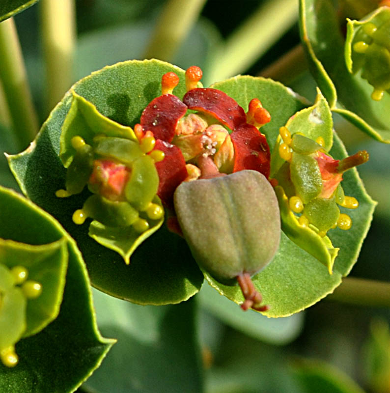 Изображение особи Euphorbia marschalliana.