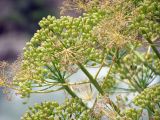 Ferula penninervis