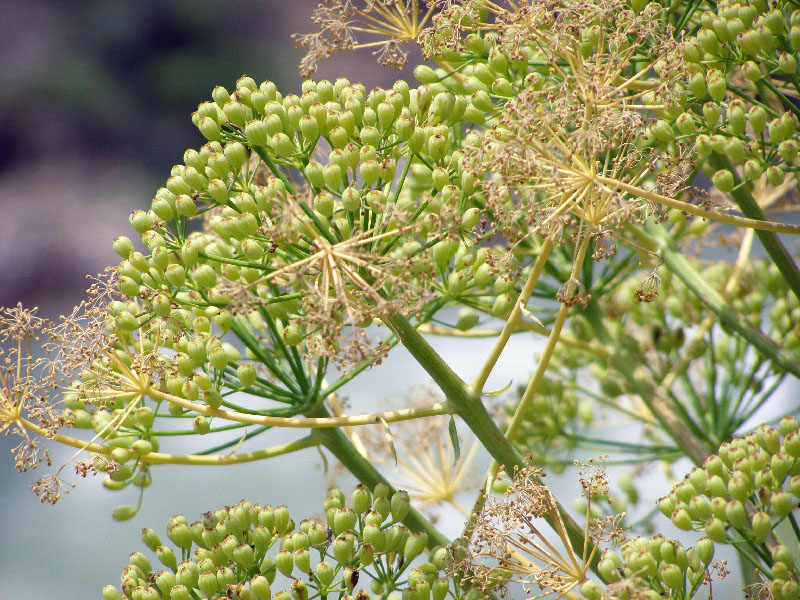 Image of Ferula penninervis specimen.