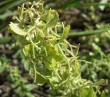Cruciata taurica