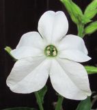 Nicotiana