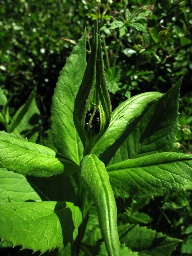 Image of Saussurea latifolia specimen.