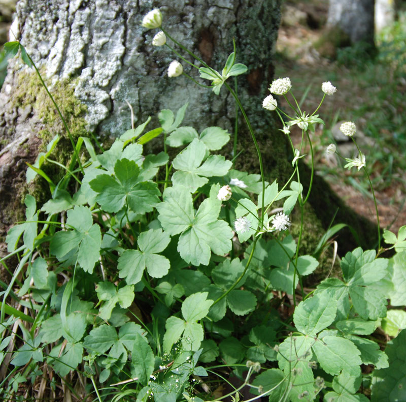 Image of Astrantia pontica specimen.