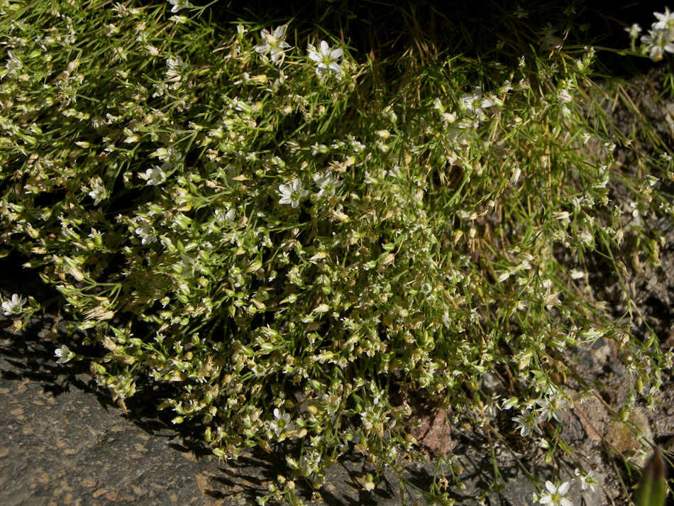 Image of Minuartia oreina specimen.