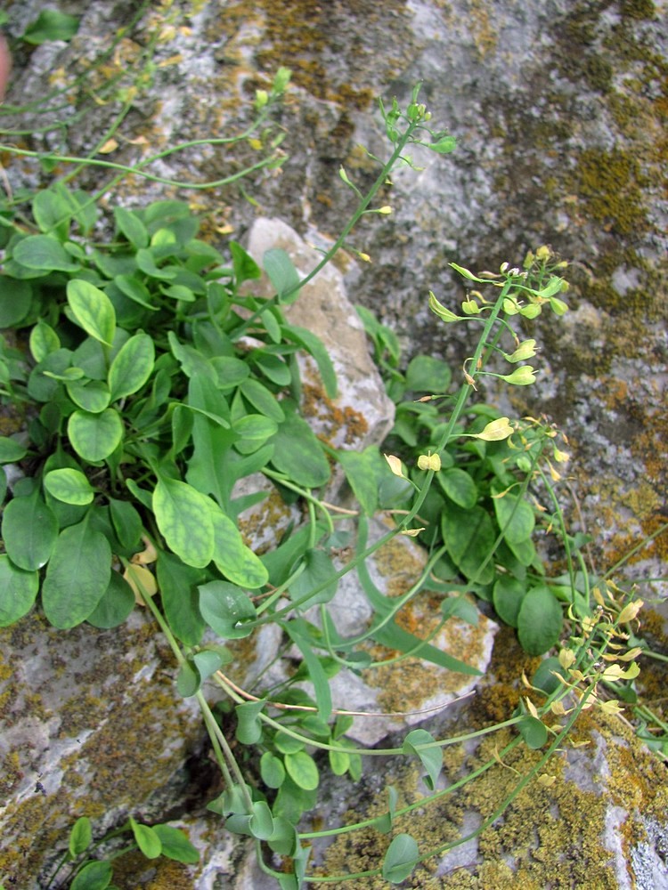 Image of Noccaea cochleariformis specimen.