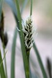 genus Carex. Соцветие. Южный Казахстан, хр. Боролдайтау, ущ. Кокбулак. 24.04.2012.