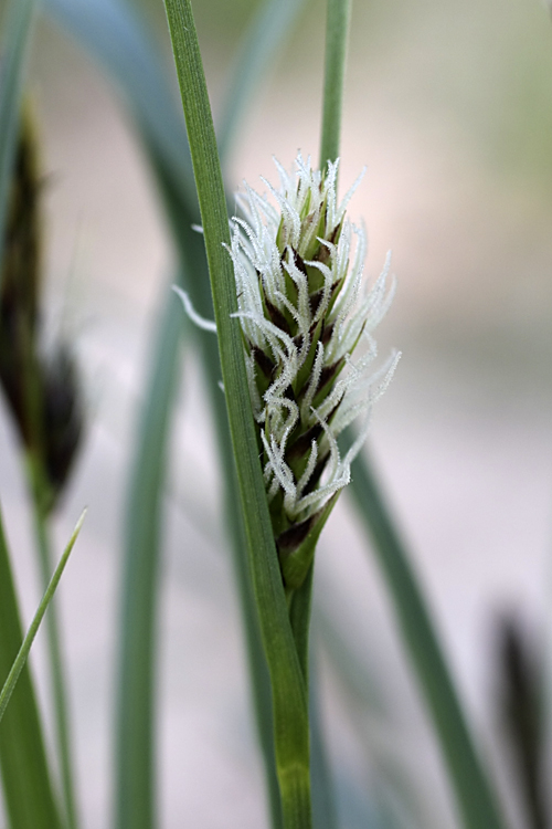 Изображение особи род Carex.