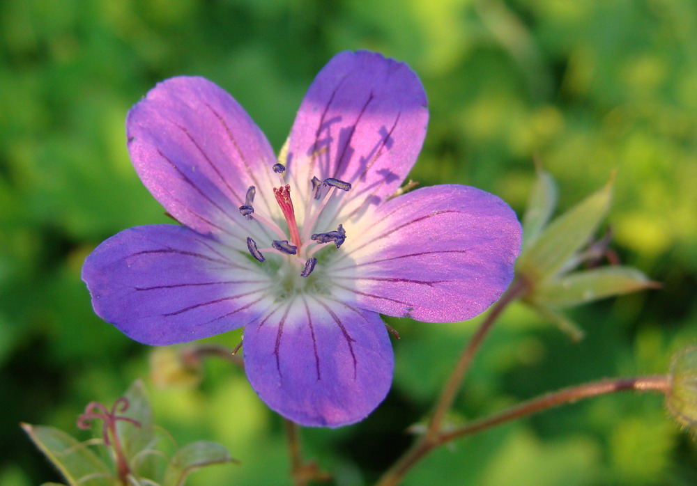 Image of Geranium sylvaticum specimen.