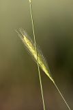 Hordeum bulbosum. Соцветие и стебель. Южный Казахстан, нижний Боролдай, 2 км выше пос. Коктюбе. 01.06.2012.