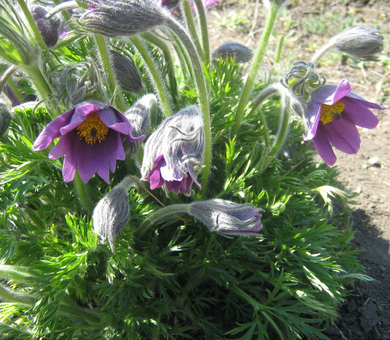 Image of Pulsatilla vulgaris specimen.