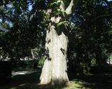 Platanus orientalis. Ствол старого дерева. Австрия, Вена, парк Ратхаус. 10.09.2012.