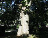 Platanus orientalis