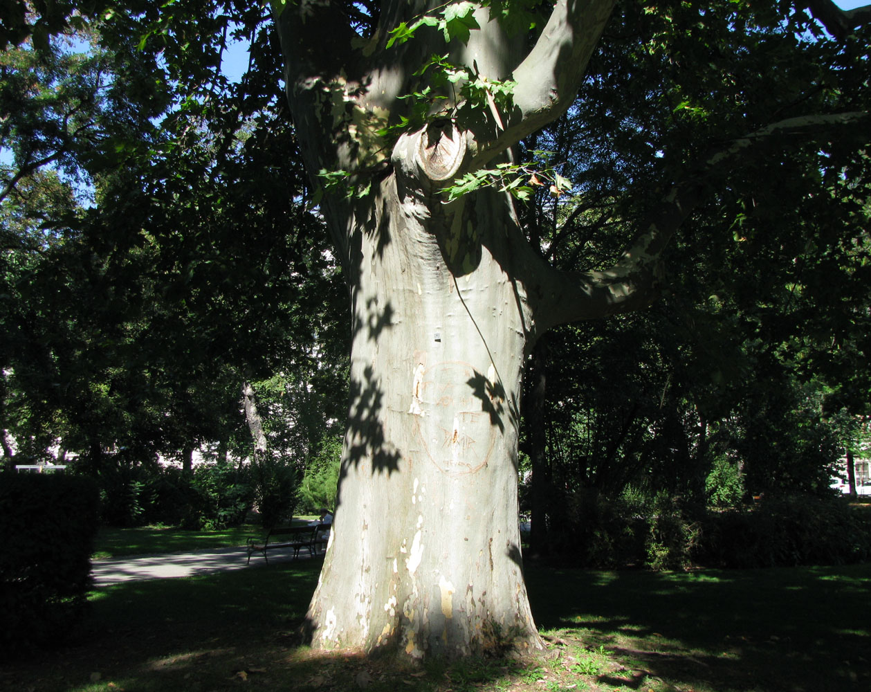 Изображение особи Platanus orientalis.
