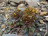 Crepis jacutica