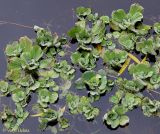 Pistia stratiotes. Интенсивно вегетативно размножающиеся растения. Украина, г. Киев, Южная Борщаговка, пруд по ул. Булгакова. 30 октября 2012 г.