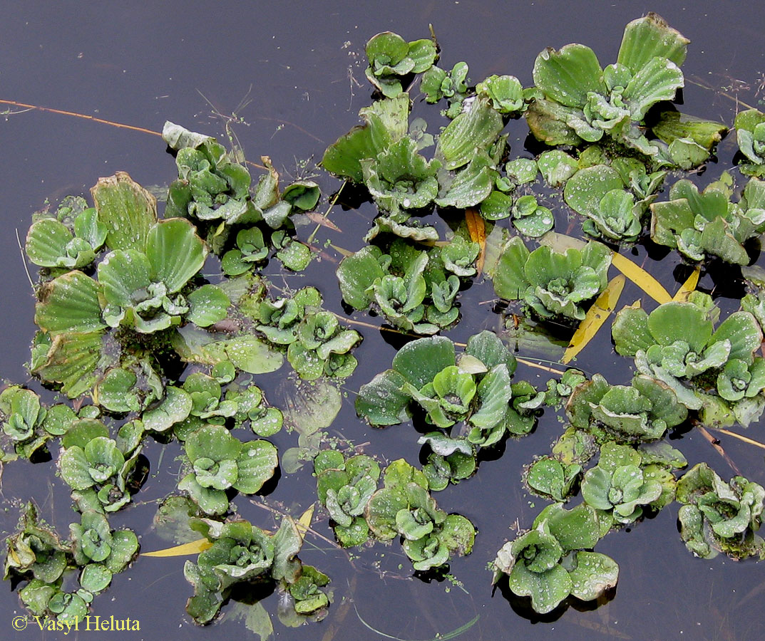 Изображение особи Pistia stratiotes.