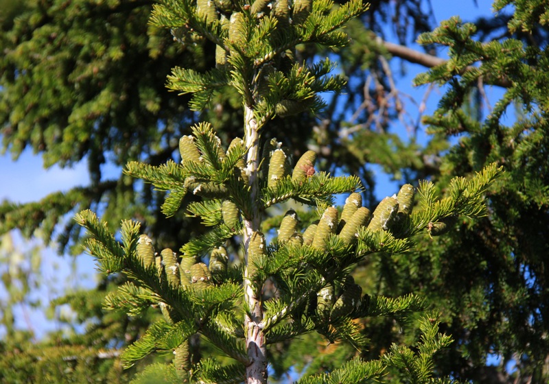 Изображение особи Abies sibirica.