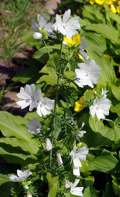 Image of Malva moschata specimen.