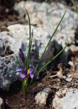 Romulea phoenicia. Цветущее растение. Israel, Mount Carmel. 07.01.2012.