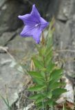 Platycodon grandiflorus. Цветущее растение. Приморье, бухта Уполномоченная. 10.08.2012.