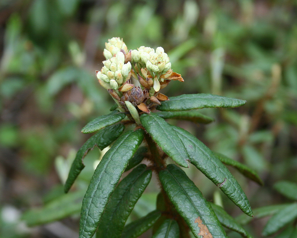 Image of Ledum hypoleucum specimen.