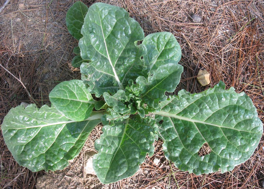 Image of Mandragora officinarum specimen.