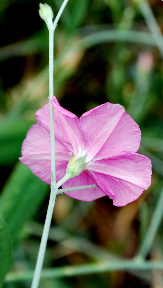 Image of Convolvulus subhirsutus specimen.