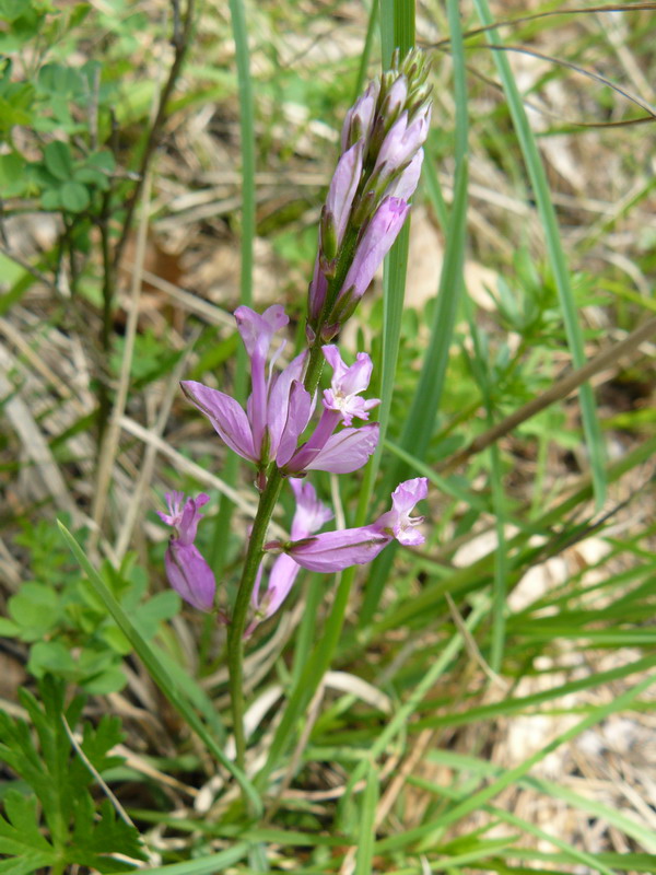 Image of Polygala major specimen.