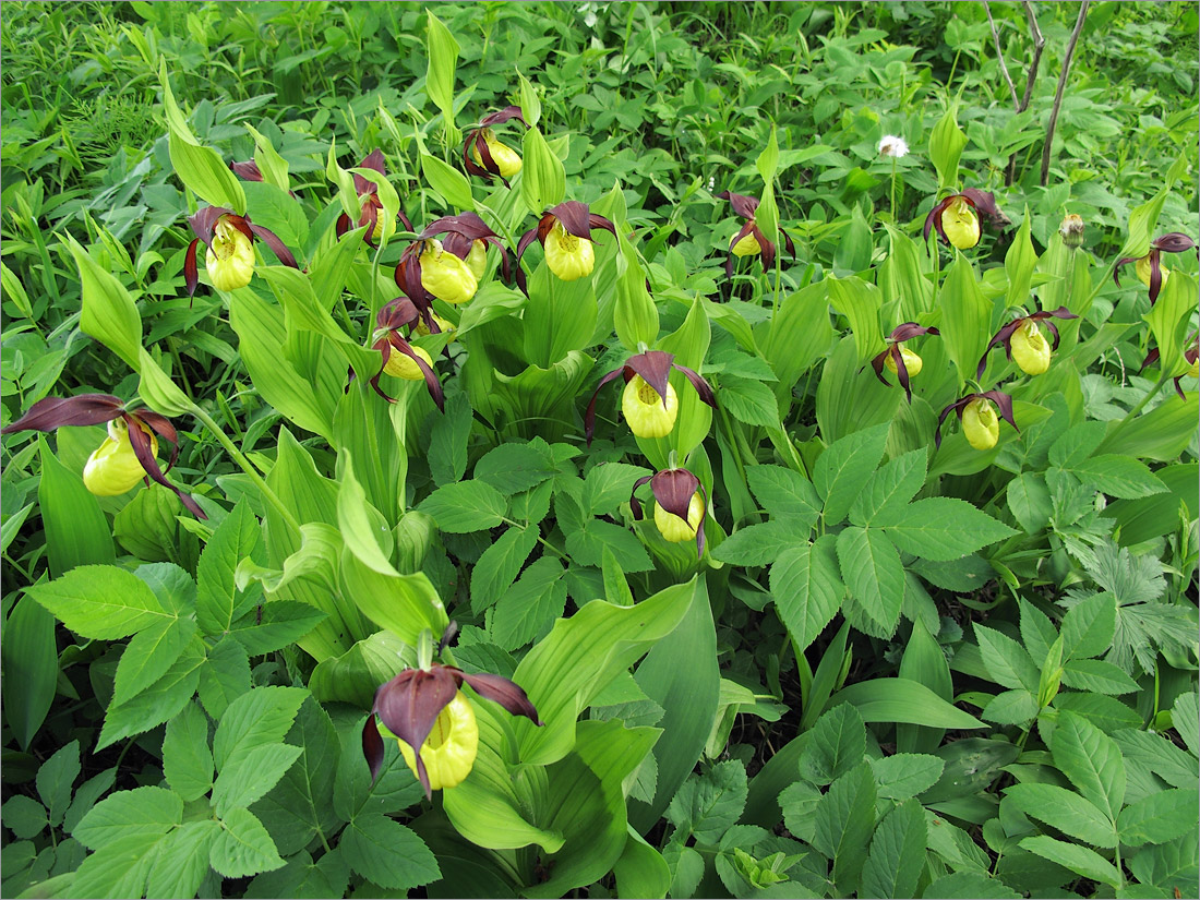 Изображение особи Cypripedium calceolus.