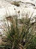 Juncus acutus