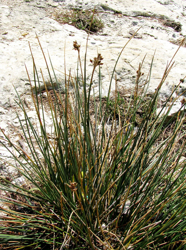 Изображение особи Juncus acutus.