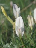 Astragalus ucrainicus